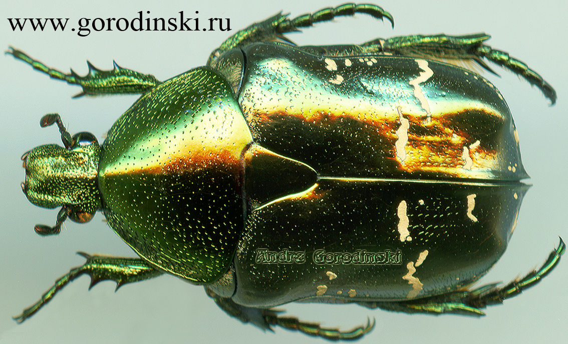 http://www.gorodinski.ru/cetoniidae/liocola cathaica.jpg